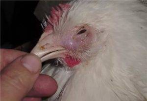 Самые частые болезни кур, их симптомы и лечение. фото больных птиц