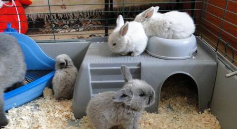 Вислоухие кролики: описание пород, питание, уход и содержание в домашних условиях