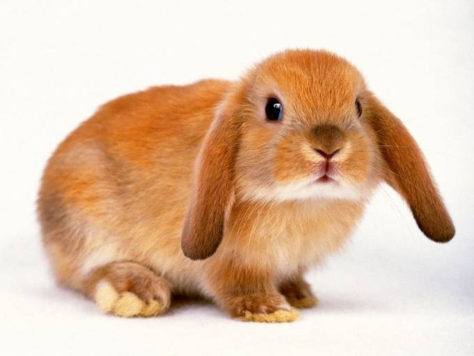Продолжительность жизни кроликов: факторы, влияющие долголетие