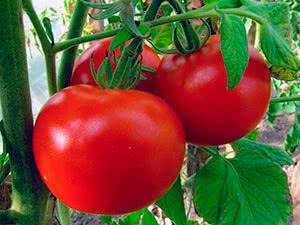 Низкорослые томаты: лучшие сорта и особенности выращивания