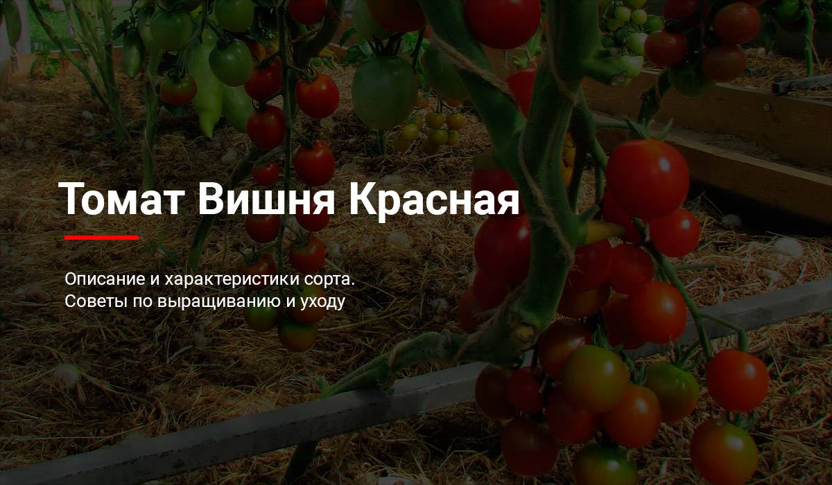 Описание плодов томата свит черри f1 и правила выращивания помидоров