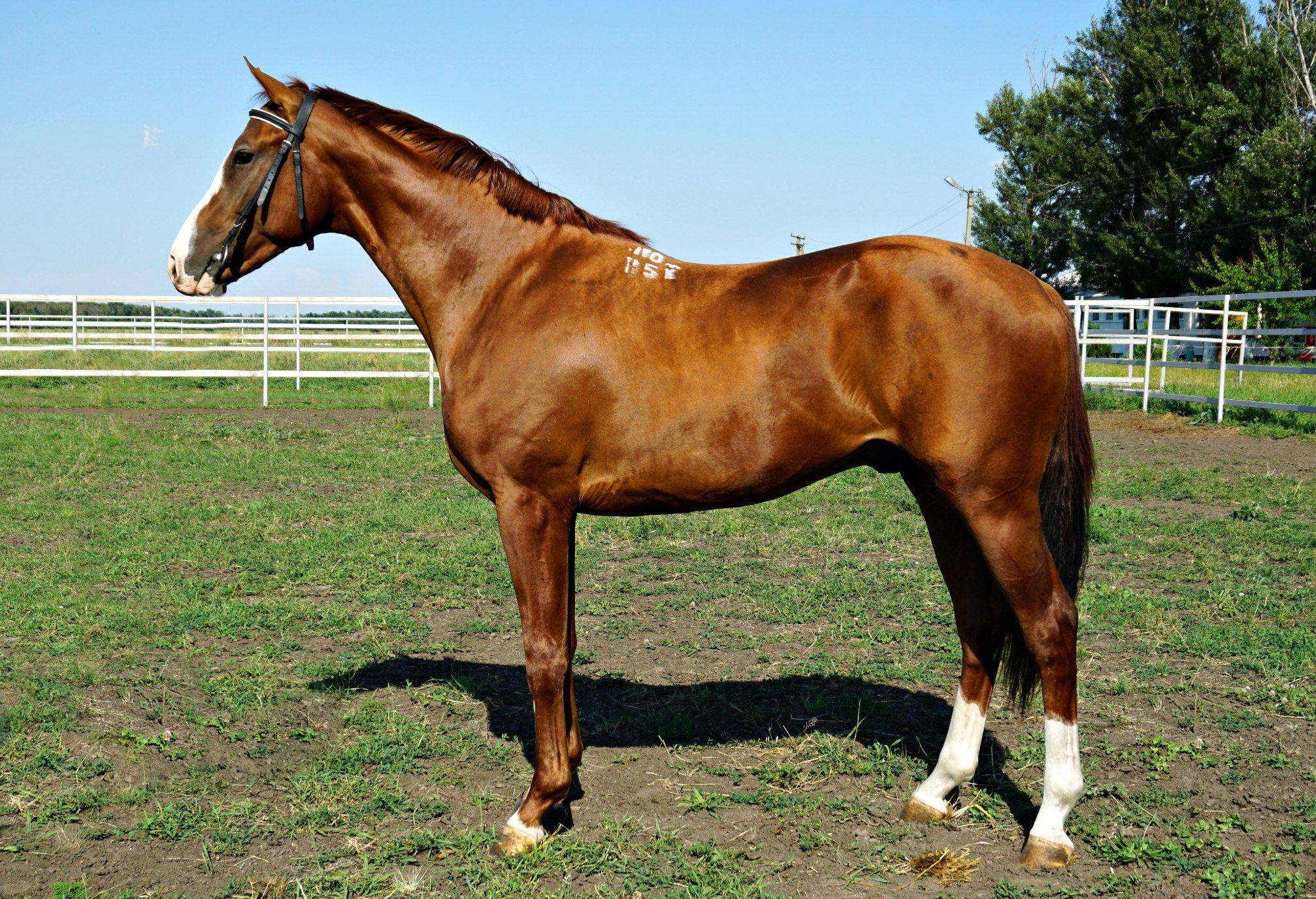 Описание и особенности разведения лошадей ганноверской породы