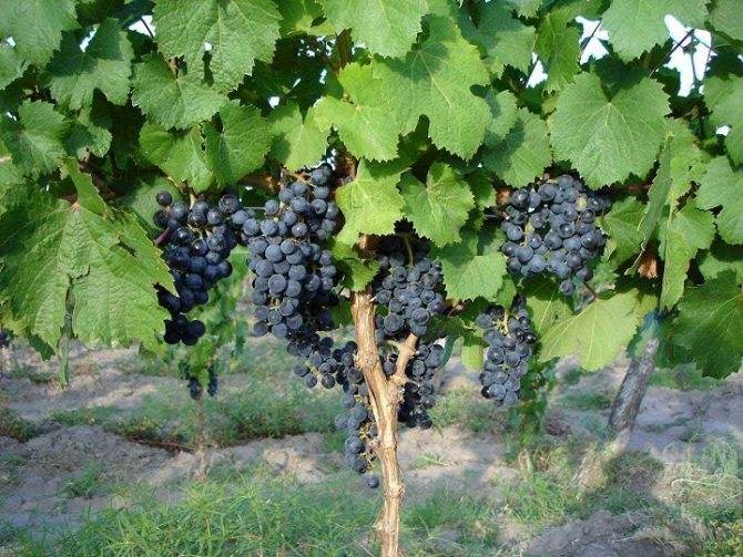 Посадка винограда весной – инструкция для новичка