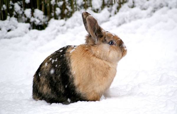 Правильное содержание кроликов зимой на улице
