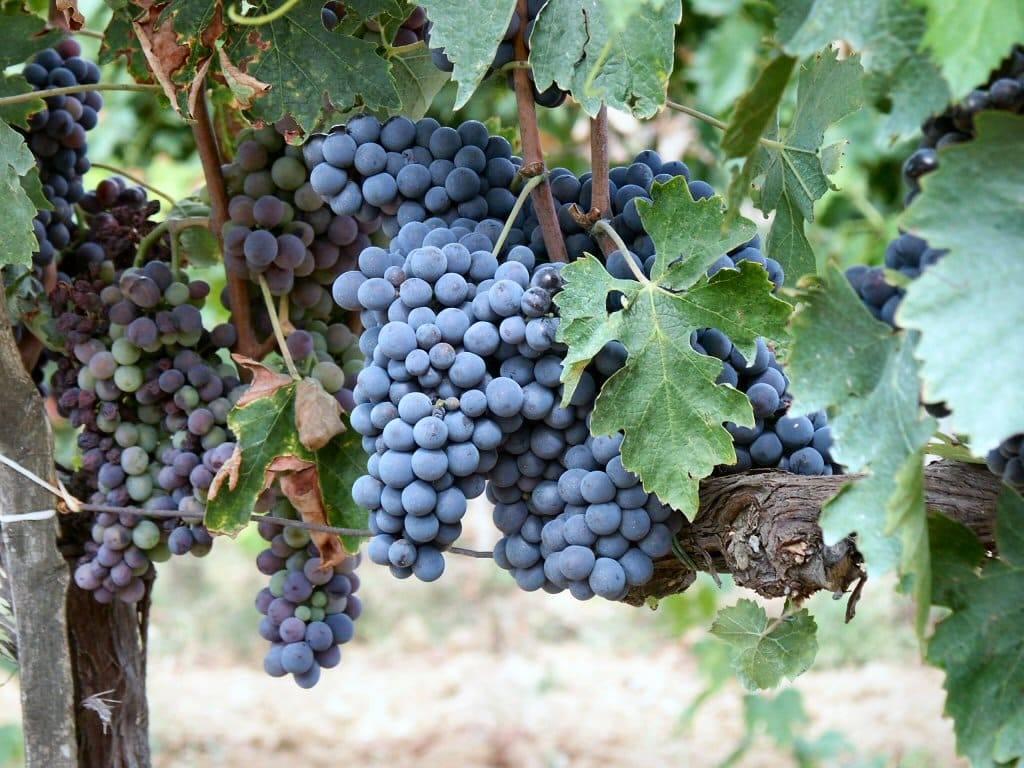 Какие бывают сорта винограда? сортировка по алфавиту