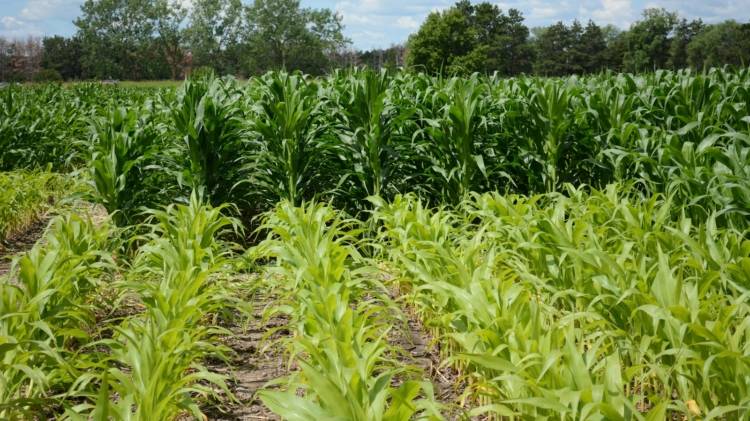 Посадка кукурузы в открытый грунт и правильный уход. болезни кукурузы и лучшие сорта с описанием
