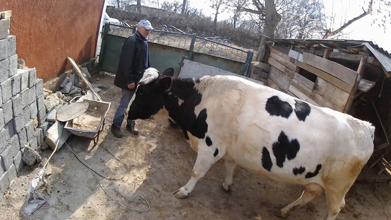 Атония рубца у коровы: лечение