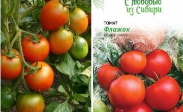Описание сорта томата Намиб, особенности выращивания и ухода