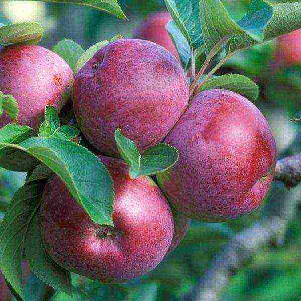 Яблоня «уэлси»: описание сорта, фото и отзывы