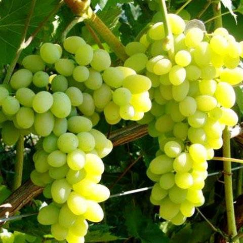 Сорт винограда «галахад» — описание, преимущества