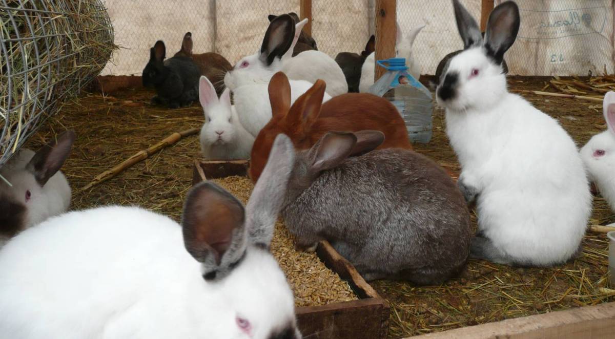 Чем и как стоит кормить кроликов?