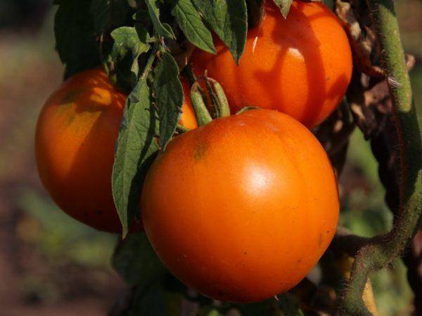 Настоящий высокоурожайный южанин – сорт томата «о-ля-ля»: фото, описание и особенности выращивания