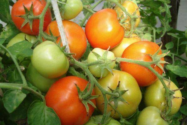 Урожай на славу: какие томаты отличаются небывалой отдачей