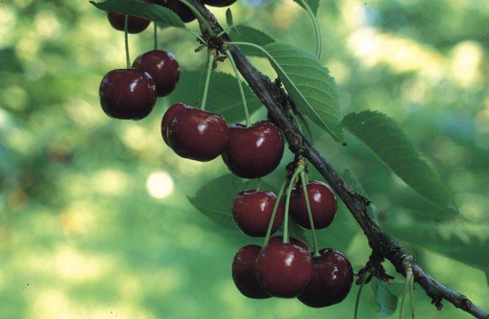 10 лучших сортов вишни для северо-западного региона