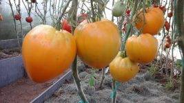 Красивые, крупные помидоры с великолепными вкусовыми качествами — сорт томата «золотые купола»