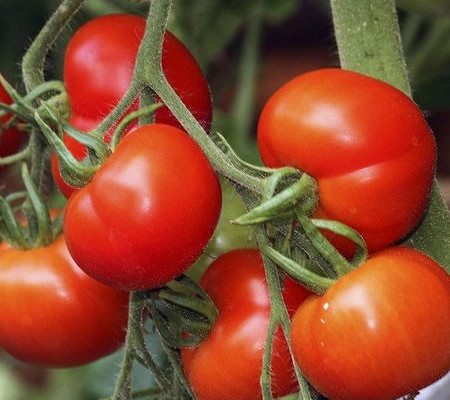 Как посадить и вырастить томат «летний сад»