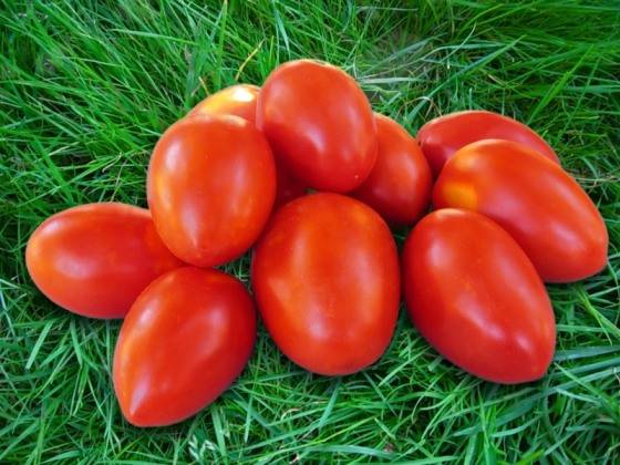 Описание сорта томата красный клык, его характеристика и урожайность