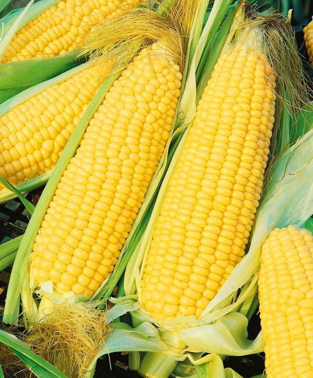 Названия сортов кукурузы для попкорна, их выращивание и хранение