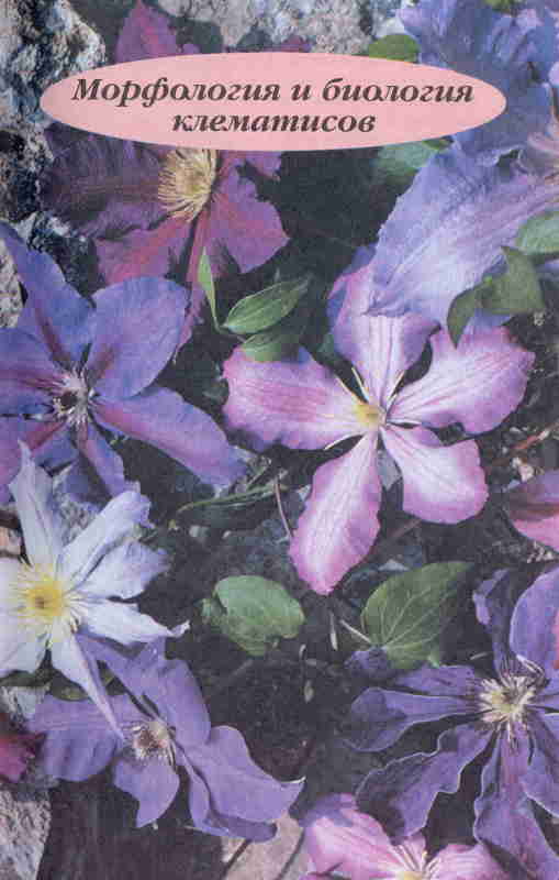 Описание и группа обрезки клематиса сорта пурпуреа плена элеганс, правила выращивания