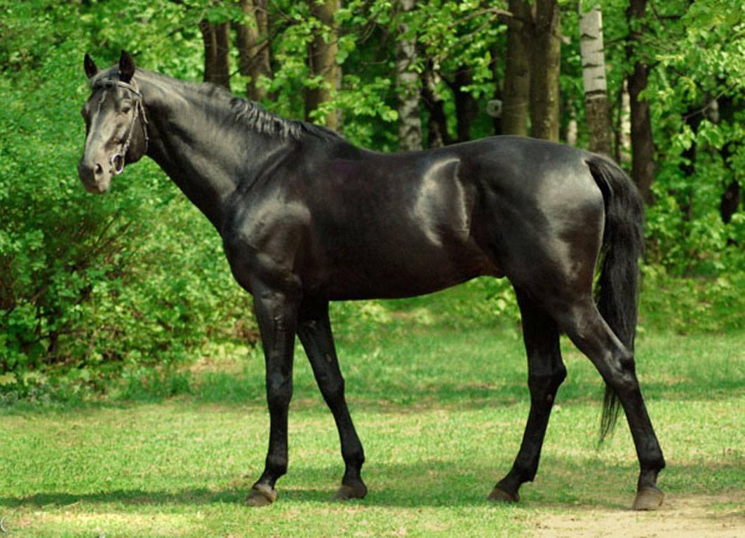 Чистокровная верховая лошадь: описание породы и особенности содержания
