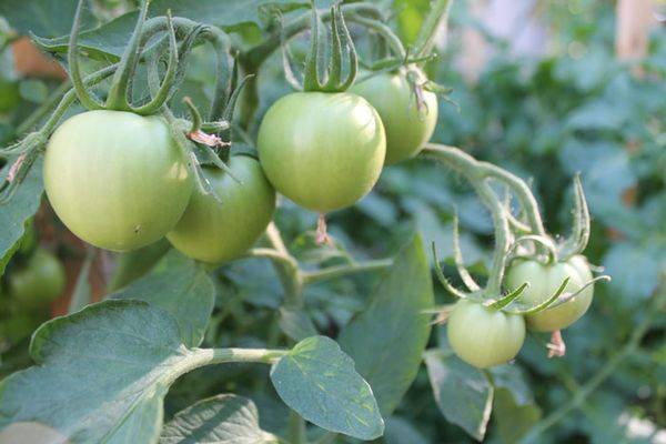 Сорт помидор евпатор: характеристики и особенности выращивания томата