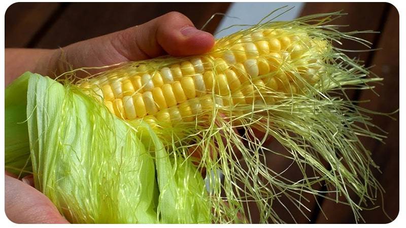 Лечебные свойства и противопоказания рылец кукурузы
