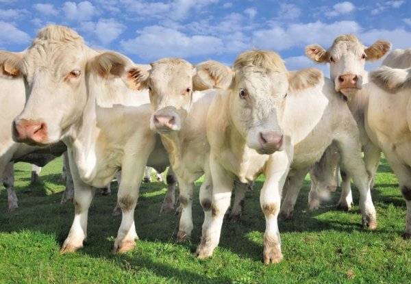 Описание и характеристика айрширской породы коров