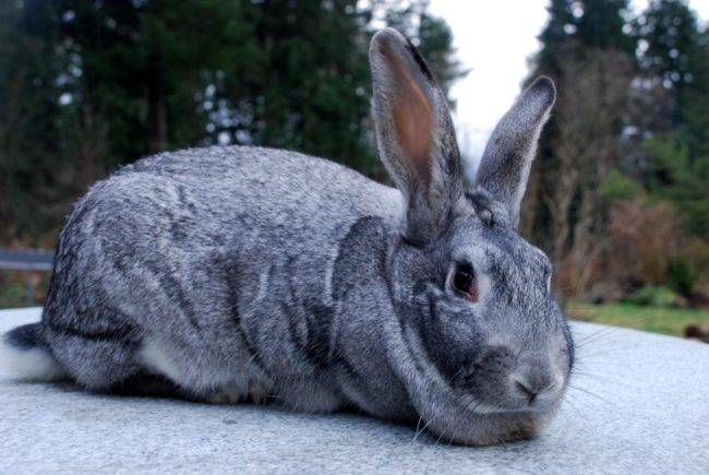 Венский голубой кролик: особенности породы