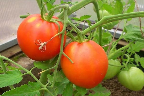 Описание сорта томат Пышка и его характеристики