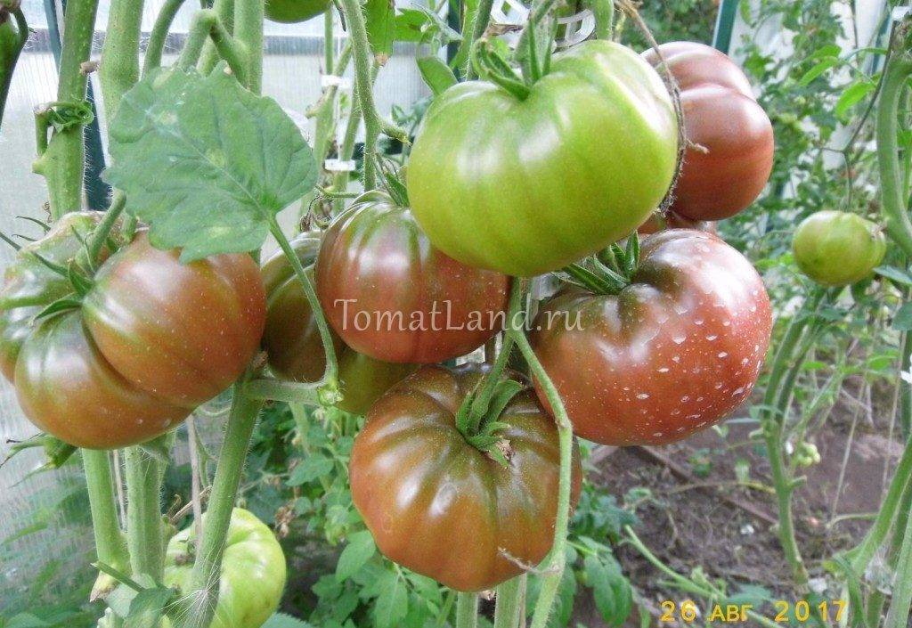 Общее описание и характеристики тепличного томата сахарок