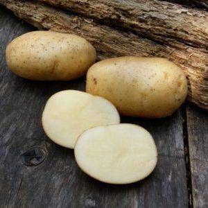 Картофель «невский»: описание сорта, фото и отзывы