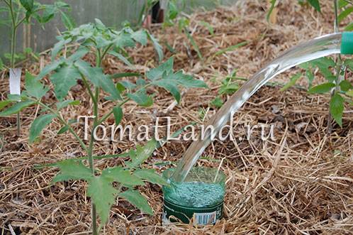Как поливать томаты в открытом грунте