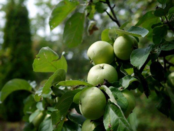 Раннеспелая яблоня аркад бирюкова: описание фото