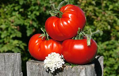 Описание редких коллекционных сортов томатов от валентины редько, новинки 2020 года