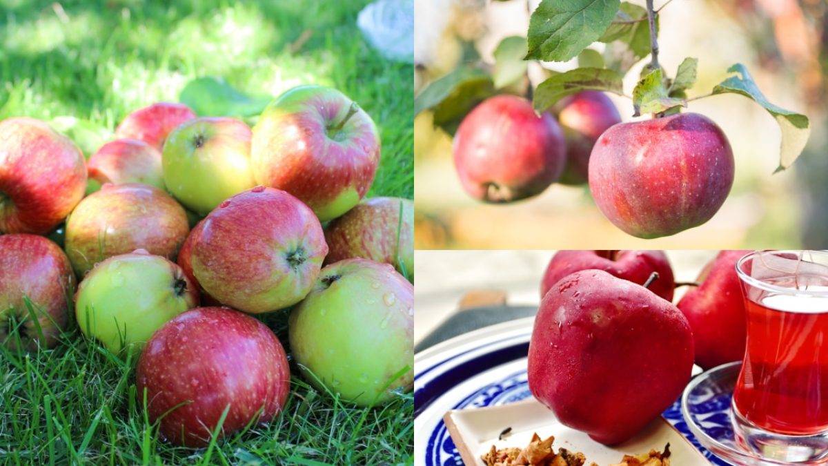 Яблоня имант — лучший зимний сорт, который можно хранить 6–8 месяцев