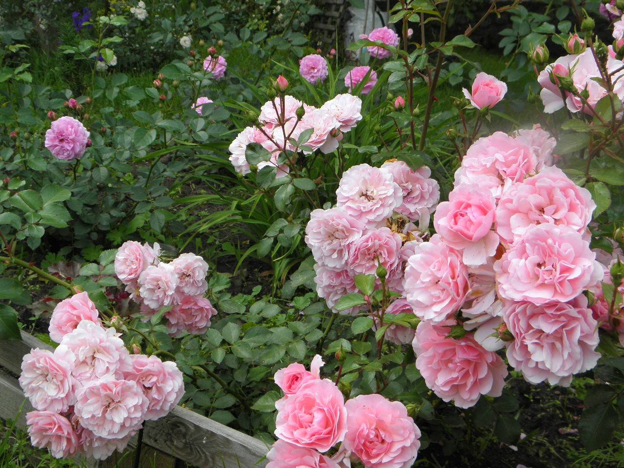 Роза спрей: выращивание и уход в открытом грунте.