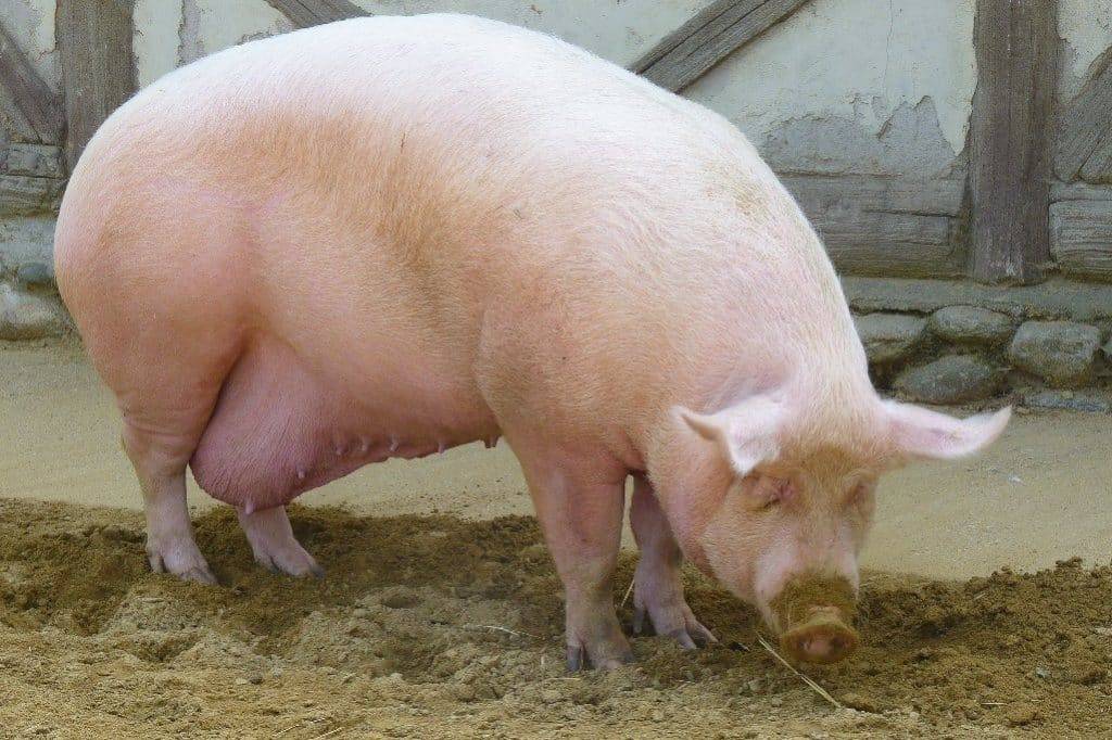 Сколько длится супоросность свиней?