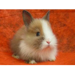 Воняют ли декоративные кролики в домашних условиях и причины запаха