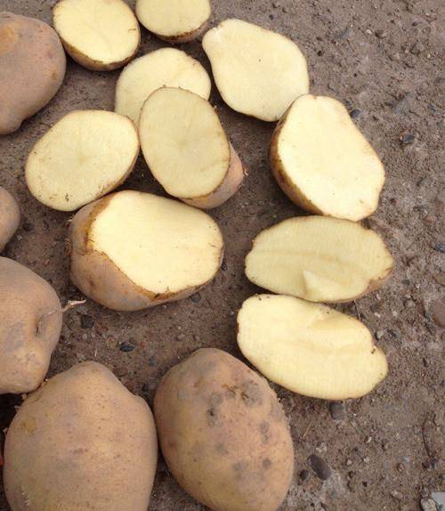 Сорт картофеля колобок: описание и характеристика, отзывы