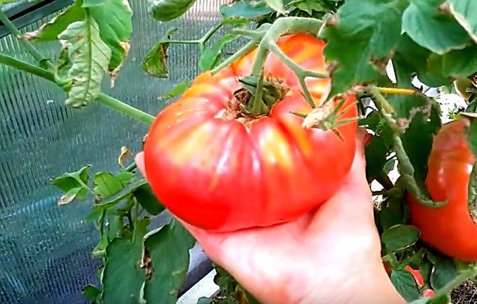 Крупноплодные биф-томаты: что это и с чем их едят