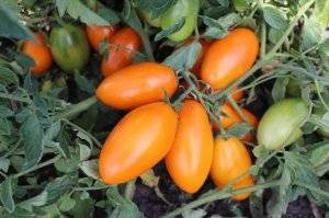 Список лучших сортов и гибридов помидоров с описаниями и характеристиками