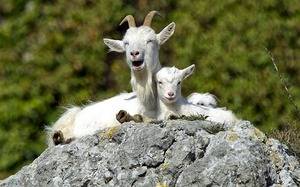 Описание и особенности поведения диких коз, где обитают и образ их жизни