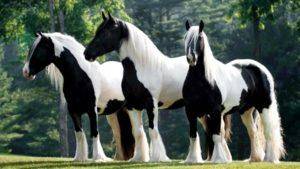 Ринопневмония лошадей: лечение и профилактика