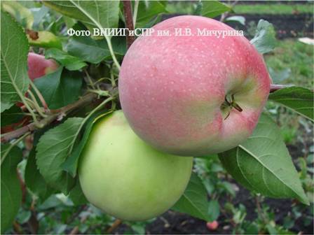 Описание сорта яблони Вымпел, ее достоинства и недостатки