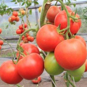 Характеристика и описание сорта томата алтайский шедевр, урожайность