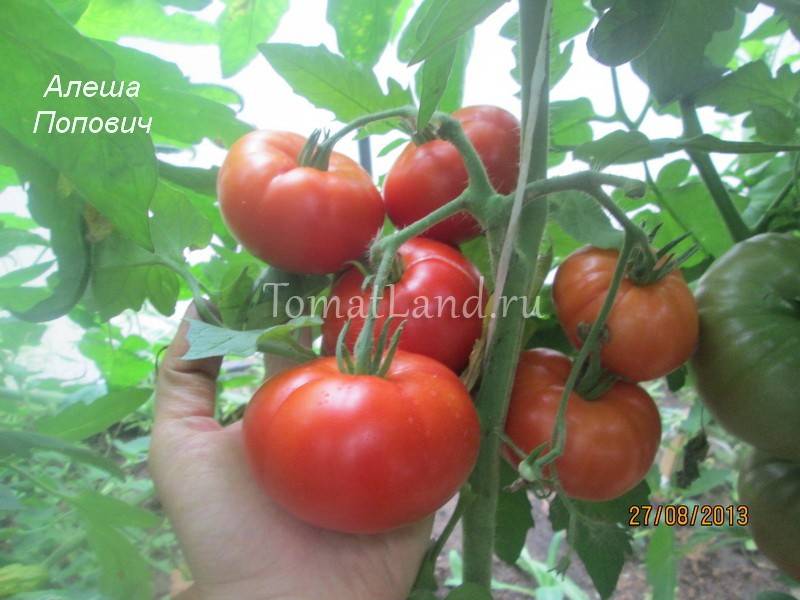 Характеристика и описание сорта томата Алеша Попович, его урожайность