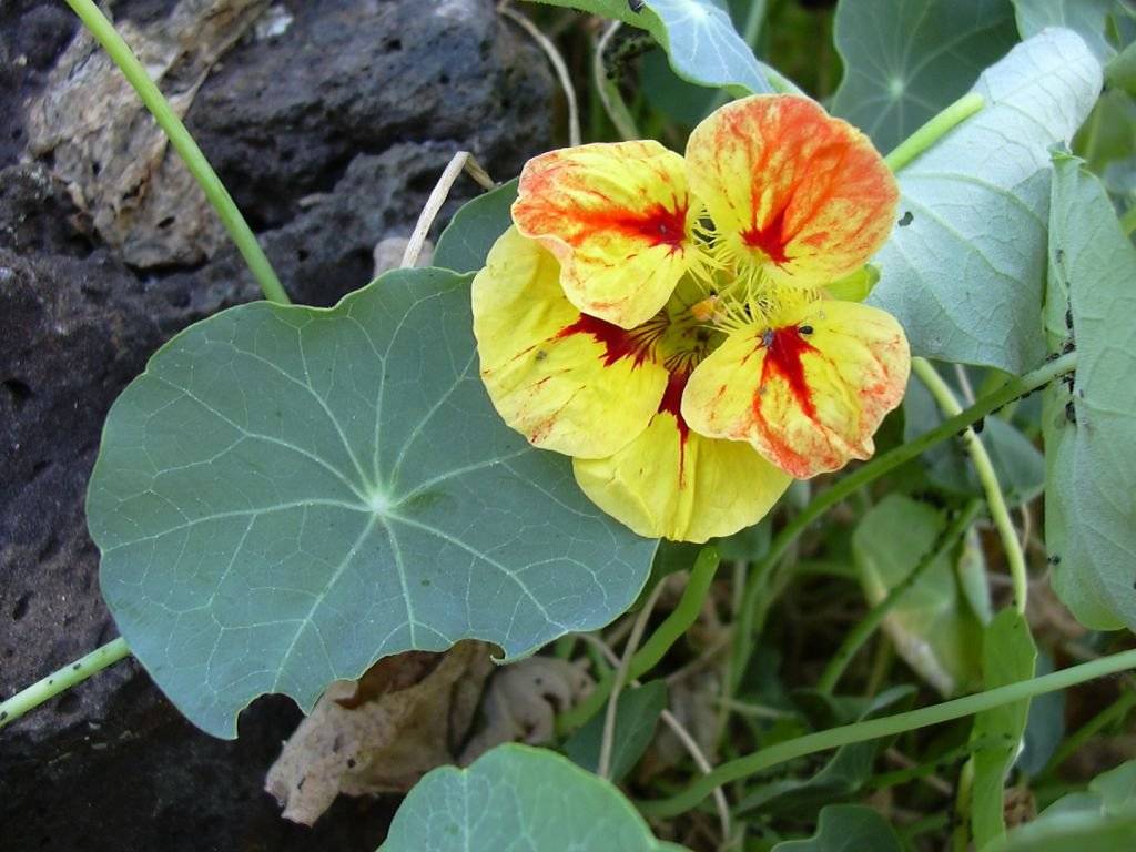 Настурция: описание, выращивание цветов и их полезные свойства