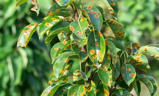Ржавчина на листьях яблони – как бороться и описание заболевания