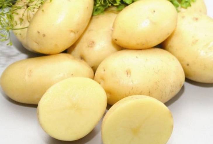 Немецкий сорт картофеля: «каратоп» описание,  фото, основные характеристики