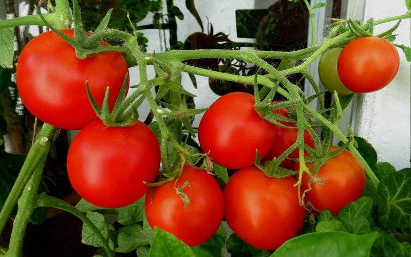Хлыновский: подробное описание и техника выращивания мясистого томата